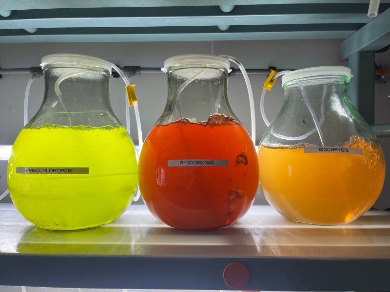 File:WhatsApp Image 2025-12-18 at 15.48.35.jpg