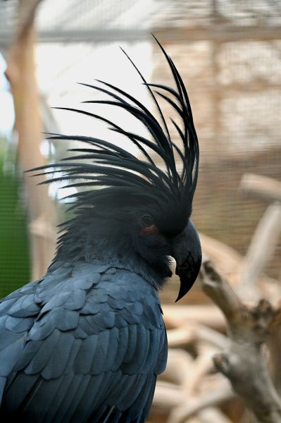 File:Pairi Daiza.jpg